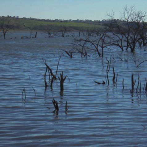 This is what we call snag fishing - the home of giant comiza barbel!